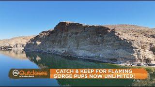 New Flaming Gorge Rules Allow UNLIMITED Harvest of Small Lake Trout