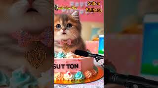 HAPPY BIRTHDAY TO YOU SUTTON | HAPPY BIRTHDAY SONG WITH NAMES | Adorable Cute Cat  #cats