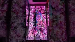 Naked eyes 3d | led giant screen | Flower in the mirror