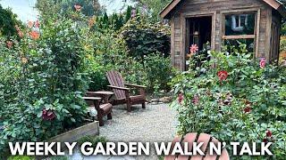 Weekly Garden Tour / Creating New Garden Rooms, Dahlia Blooms & Butterflies, Drainage Problems