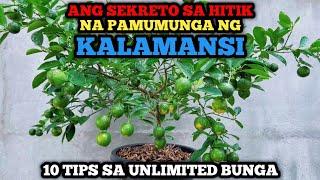 10 TIPS SA HITIK NA BUNGA NG KALAMANSI