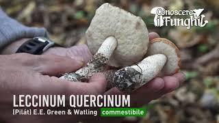 Conoscere i Funghi: Leccinum quercinum [ COMMESTIBILE ]