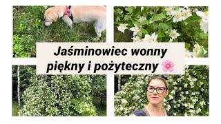 Jaśminowiec wonny - piękny i pożyteczny. 