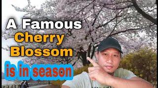 Famous Cherry Blossom of Korea is in season,Wanna see?