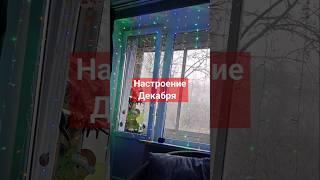 У вас появилось новогоднее настроение #рыжийтест #япестовв #новогоднееоформление #новыйгод #гирлянда