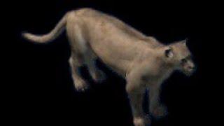 Green Hell VR: Puma