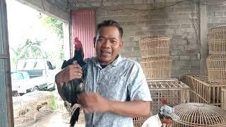 Gerebek salah satu farm terbesar yang ada di Klaten//jenis jenis ayam import