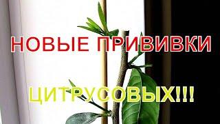 ПРОВЕРЯЕМ НОВЫЕ ПРИВИВКИ  ЦИТРУСОВ, СМОТРИМ КАК ПРИЖИЛИСЬ.