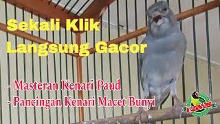 SUARA AMPUH!!! Masteran Kenari PAUD dan Pancingan Kenari MACET Bunyi Langsung Gacor