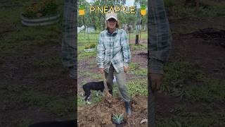 Free Pineapple in 4 Easy Steps