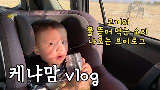 해외육아맘 vlog | (개 말고)코끼리 풀 뜯어 먹는 소리 하는 브이로그 | 암보셀리 국립공원 사파리 여행 | 올투카이 롯지