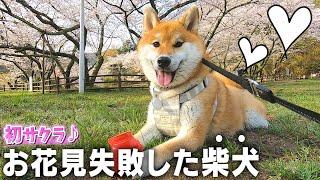 喧嘩勃発！初のお花見に大興奮の柴犬コマちゃんが最高にカワイイww【和風総分家の日常】