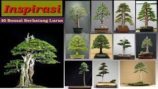 Inspirasi 40 bonsai batang lurus