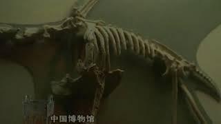 浙江自然博物馆的镇馆之宝是什么？它又为何被称为镇馆之宝？