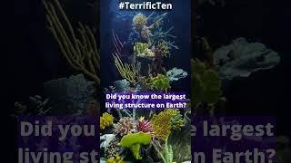 #Shorts Did You Know #20 #TerrificTen #trivia #triviagames #greatbarrierreef #ocean #sealife