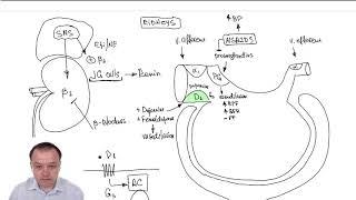 Kidney Pharmacology: Overview and Autonomic Receptors on Vas Afferent (Part 21)