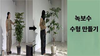 딥가든ㅣ 녹보수 수형 만들기ㅣ