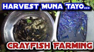 Harvest muna ng ARC Breeders, Crayfish Farming