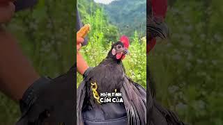 anh chàng này đã yêu một con gà nhưng điều khủng khiếp đã xảy ra #shorts