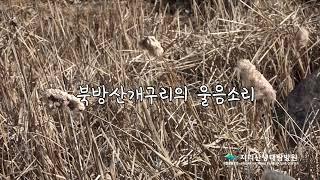 지리산의 봄이 오는 소리, 북방산개구리 ASMR영상