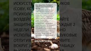 Как защитить огород от зайцев альтернативный метод