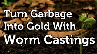 Worm Castings Turning Waste into Free Organic Fertilizer