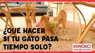 Cómo dejar a un gato SOLO en casa ⏱⏳