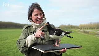 Natuurles: Weidevogels