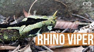 Rhino Viper (Bitis nasicornis) | Herping Uganda - Mityana Forest