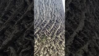 I thought the bark on this tree was pretty cool.