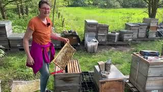 Live von Pias Bienenstand - 09.05.2024