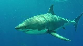 Diving with the Great White Shark 4K