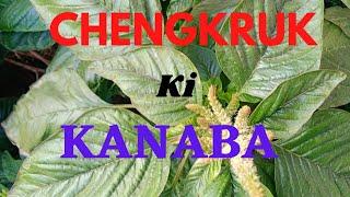 Chengkruk Ki Kanaba/Health benefits of amaranth#health #@ranjitatuber5491