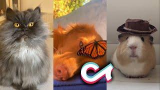 The GOODEST TikTok ANIMALS And PETS...