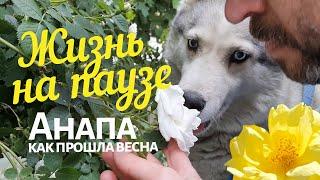 #АНАПА. ЖИЗНЬ НА ПАУЗЕ. КАК ПРОШЛА ВЕСНА 2020. Анапчане.