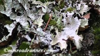 Pacific Northwest Mushrooms