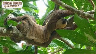 Pygmy Three-toed Sloth - The World's Smallest Sloth
