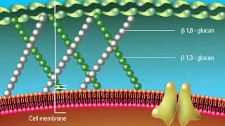 Overview of the Fungal Cell Structure