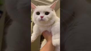 Did you steal the milkcat cute fyp pets