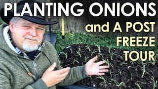 Transplanting ONIONS and a Post-Freeze Tour || Black Gumbo