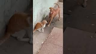 Kutta bili ki dosti /funny Video