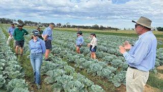 Recognising vegetable crop diseases - a guide for NSW vegetable agronomists