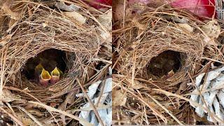 Woman finds baby birds living in the Christmas wreath on her door || WooGlobe