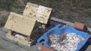 Пчеловедение. Весенняя подкормка пчёл имитацией пыльцы.
