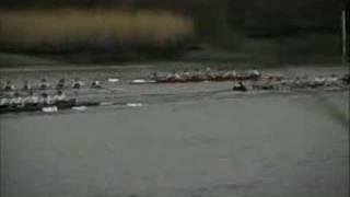 Coxing a Tideway Head - Rowing