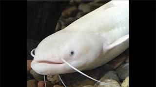 Siluriformes (Catfish)