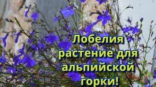 Альпийская горка и растения для альпийской горки.