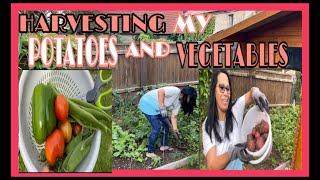 HARVESTING MY POTATOES AND VEGETABLES | #Ate Bhing Schob Channel#travelblog