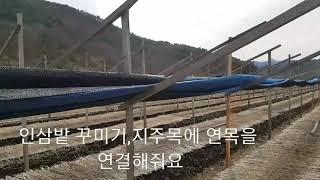 온누리홍삼의 새로운 인삼밭 꾸미기,청년농부,인삼농사,금산인삼홍삼