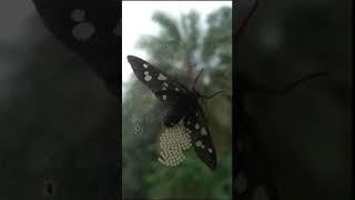 Indian wasp moth with eggs | #shorts